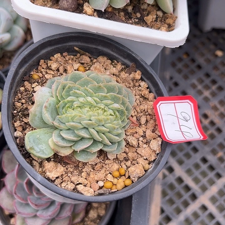 青****一物一拍多肉杂交94