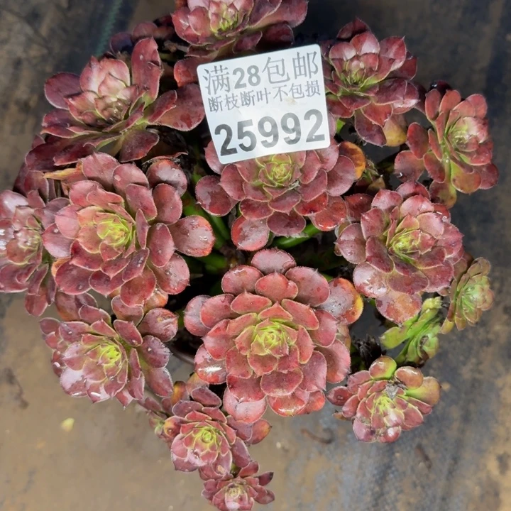 25992烟花多肉植物