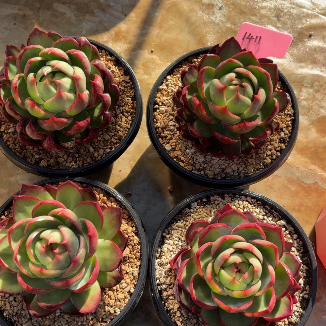 惊鸿仙子1411号好看