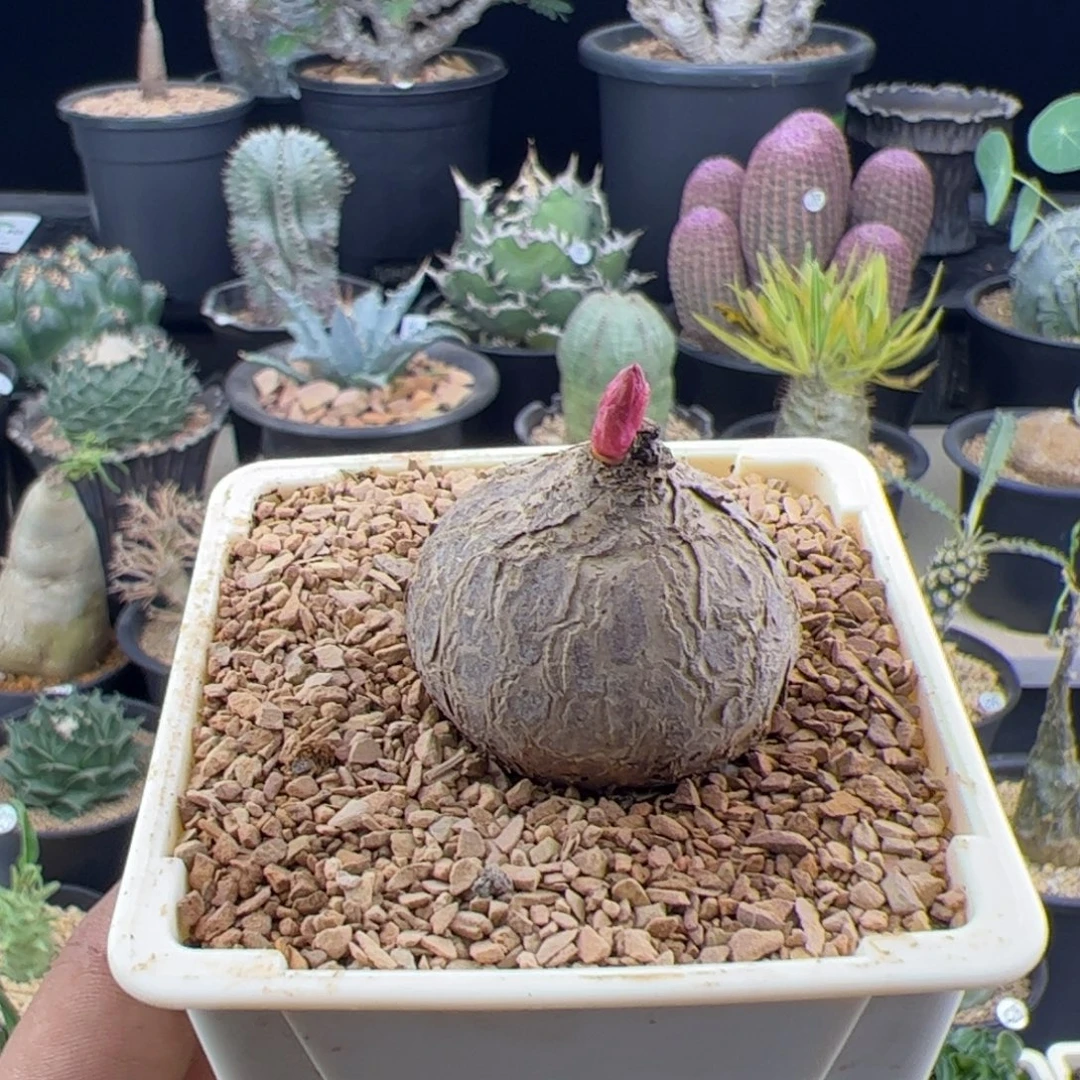 玫瑰大戟3.3一物一拍