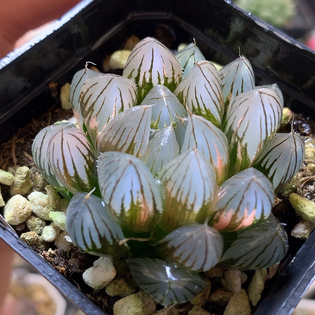霓虹灯玉露锦带盆舞台