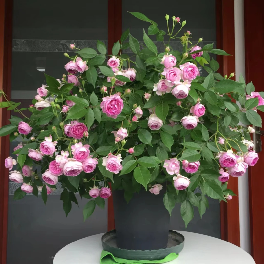 花妖【玛姬婶婶中苗】四季灌木