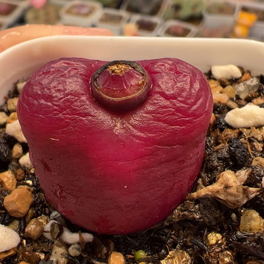 063多肉植物百科