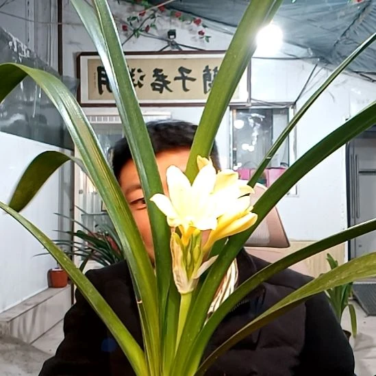@茕萌100一颗大黄花