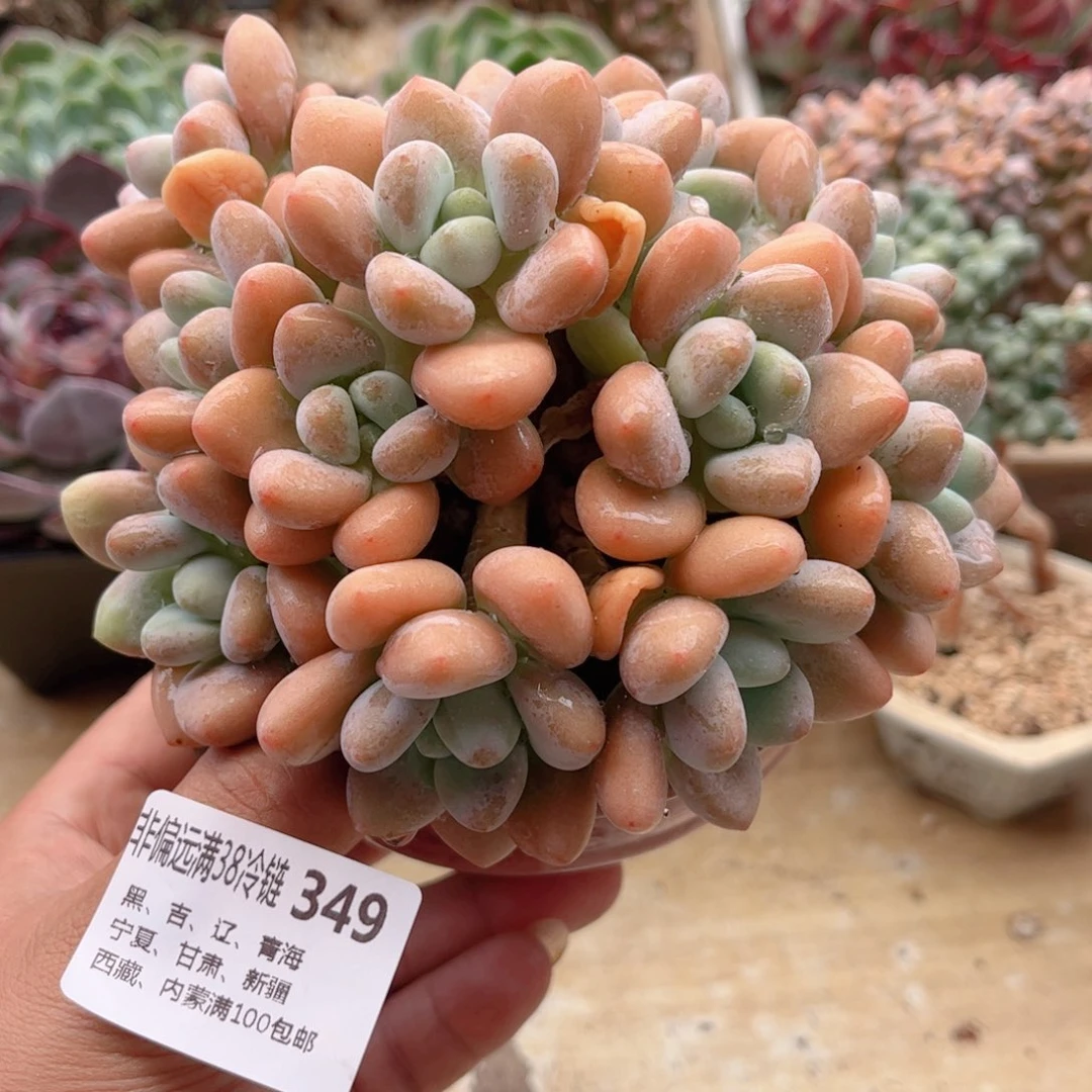 349香水洛神德华多肉