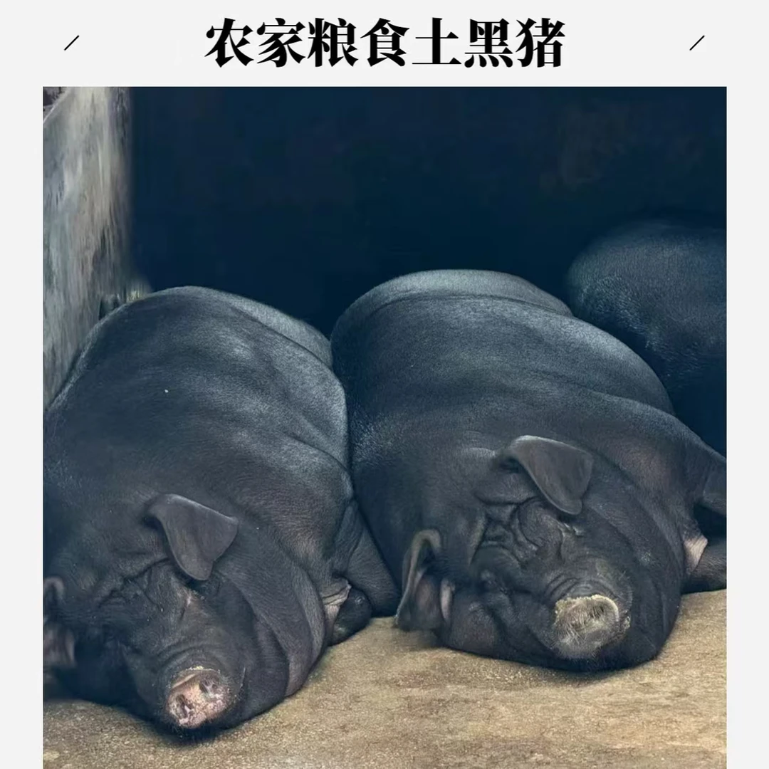 1号改价链接 恩施土猪肉 一称一拍 顺丰空运包邮