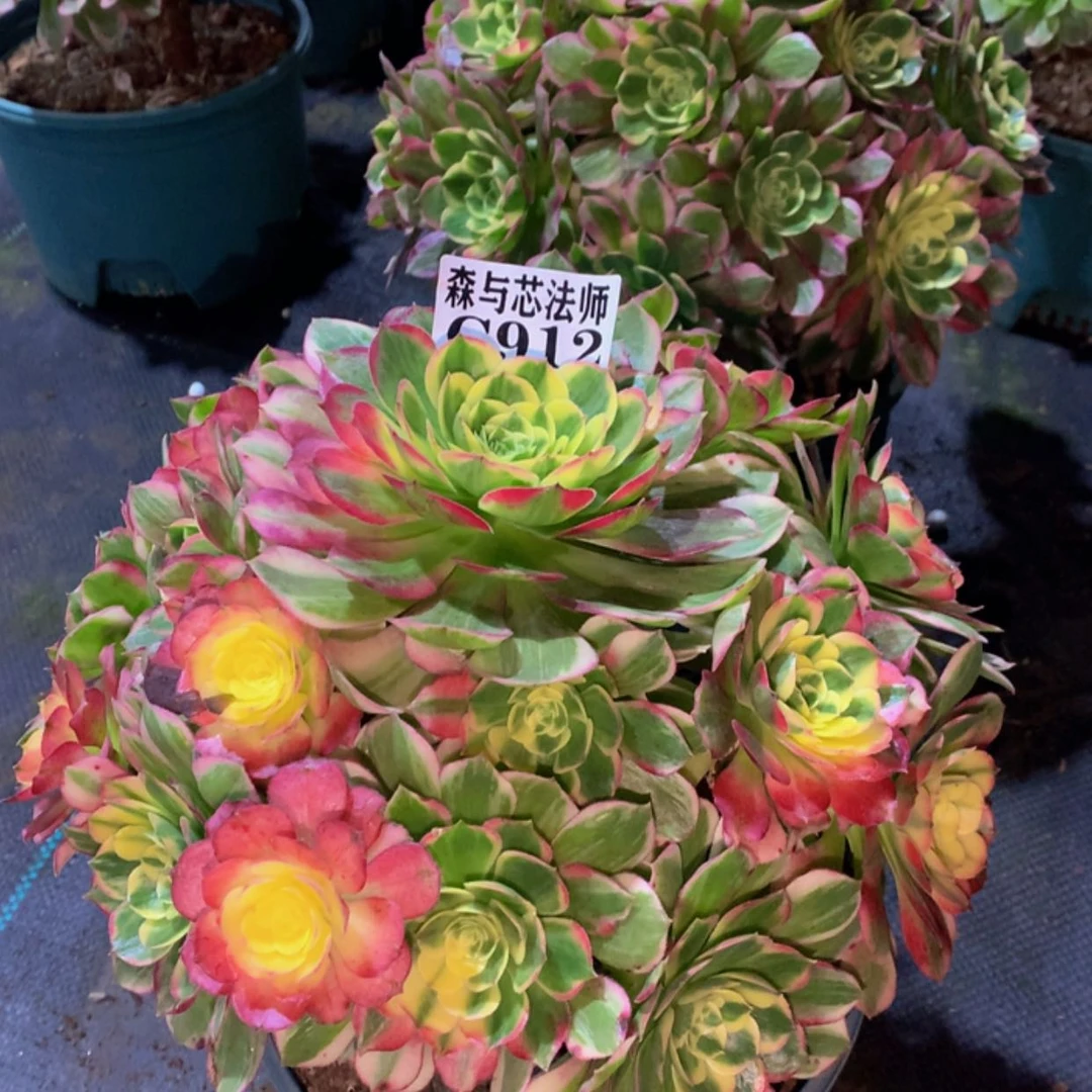 【闪购商品】912海仙