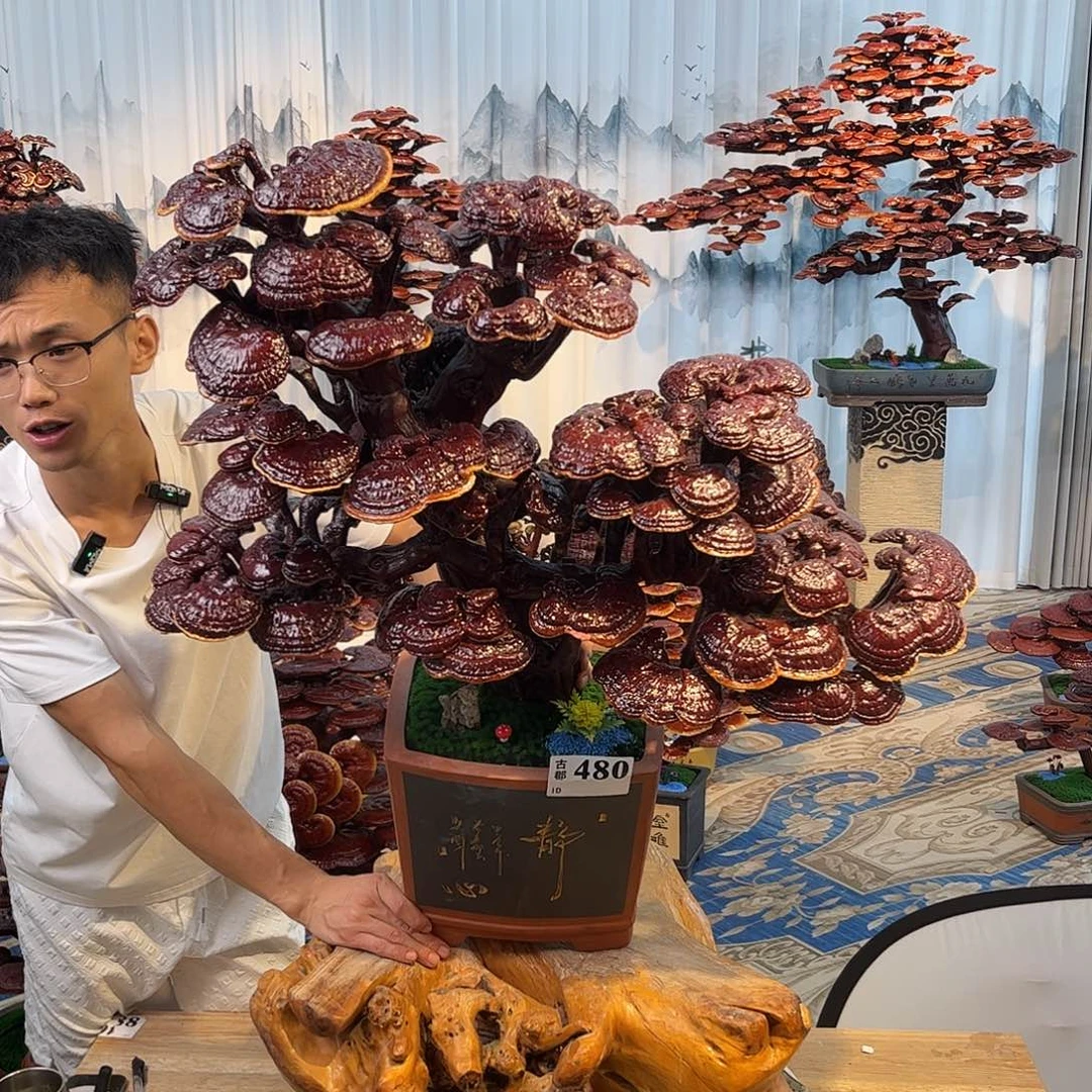 无花朵888888888888