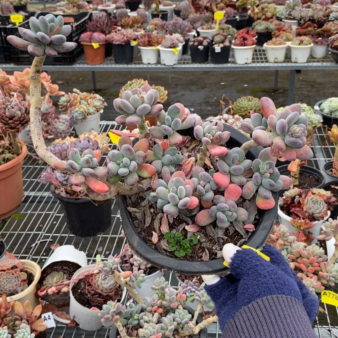 779苹果奶酪一物一拍