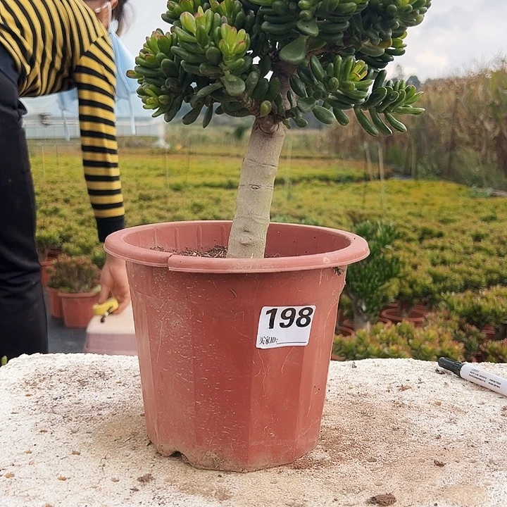 198招财猫不带盆一物一拍