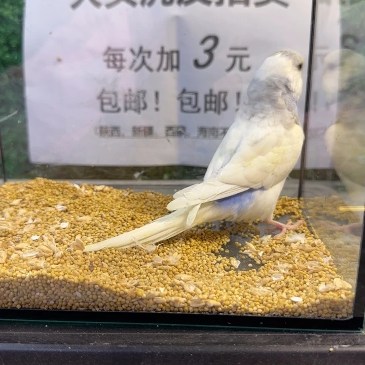 虎皮鹦鹉大头虎皮鹦鹉