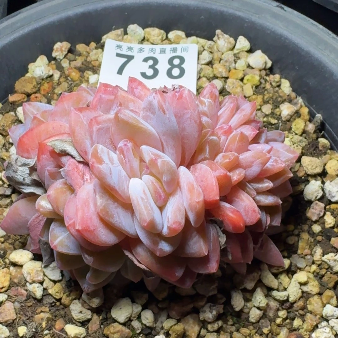 Z****雪天使          摇身一变高富帅，一夜暴富动作快