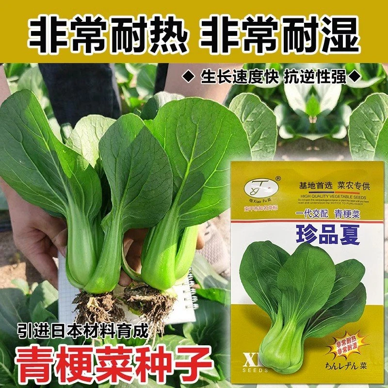 晓富珍品夏青梗菜种子杂交青菜上海青油菜种籽基地春夏秋季蔬菜孑