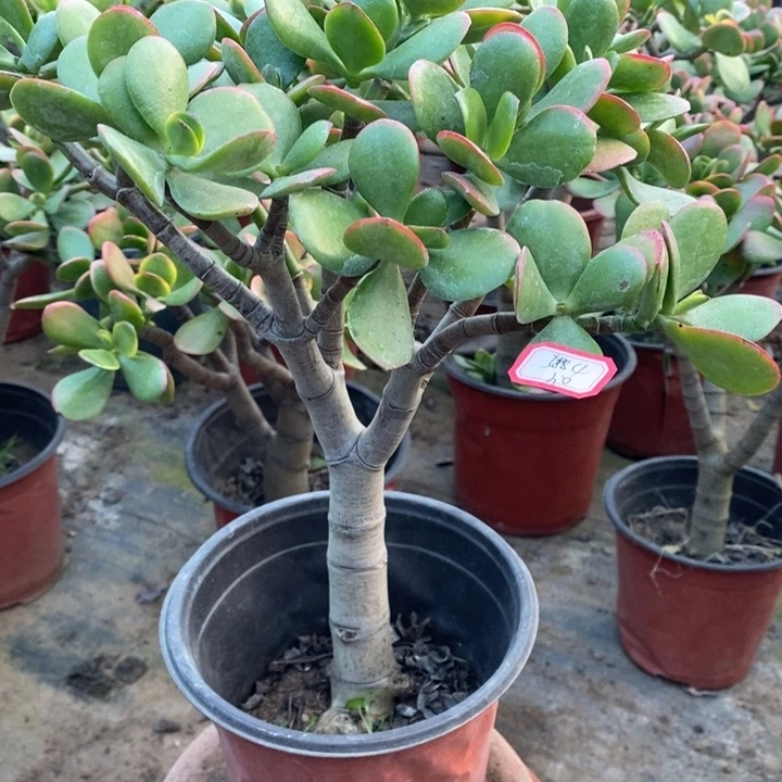 羽***情黄金花月一物一拍