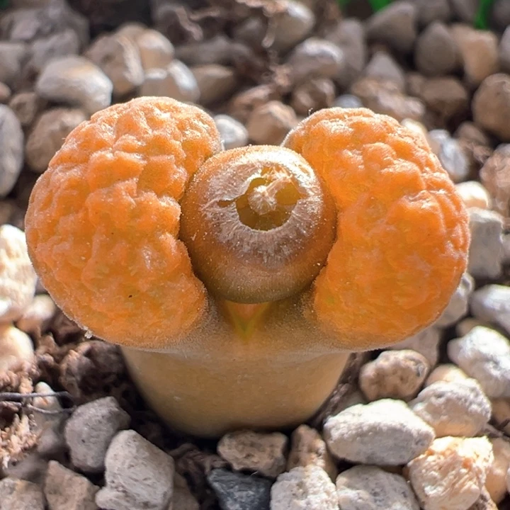 A932。优选橙子窗橙子蛋糕。