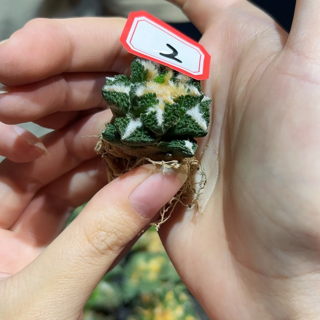 2号自根卡拉米黑心萝卜根