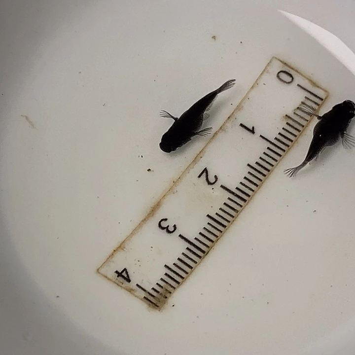 青鳉鱼幻龙一组75号