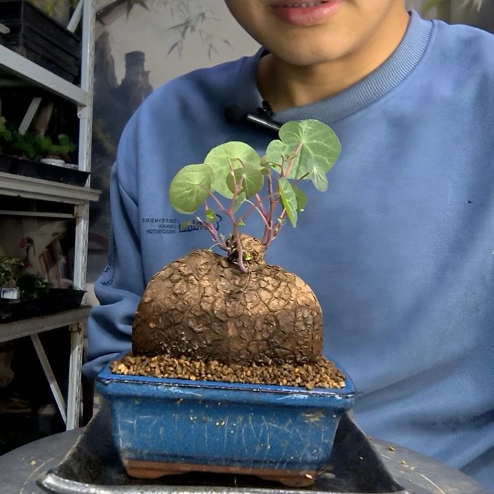 ?*静中青园艺一物一拍437