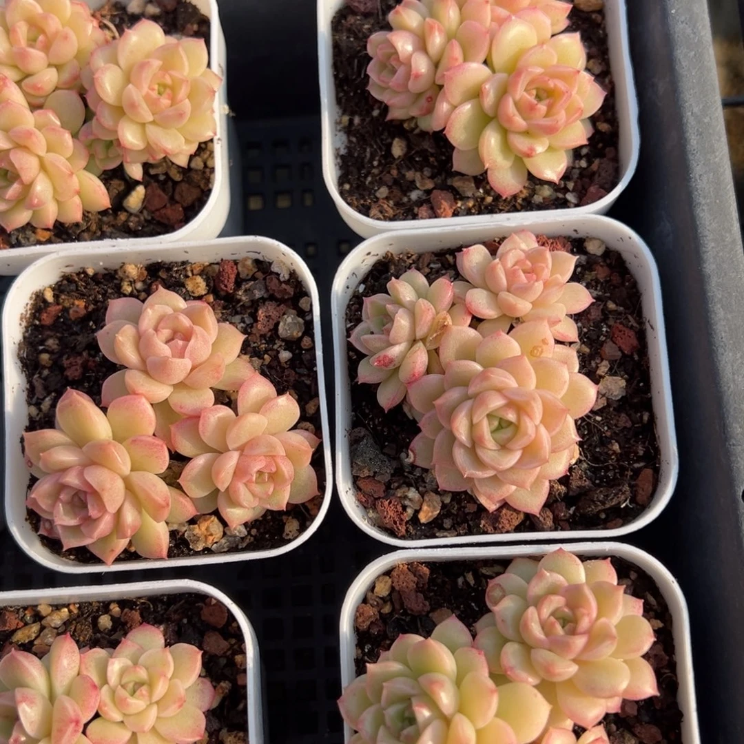 珍珠麦秆三头到手1颗量拍多肉满20元包邮