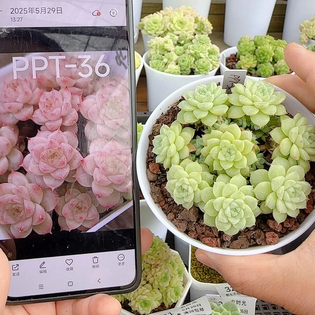 【闪购商品】0626-35（ppt-36）