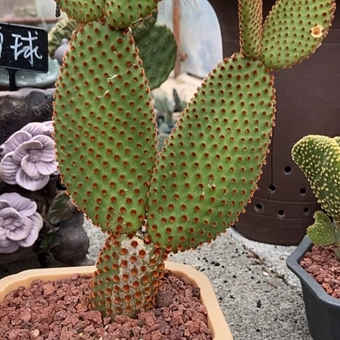 简***单仙人掌圣达菲整群