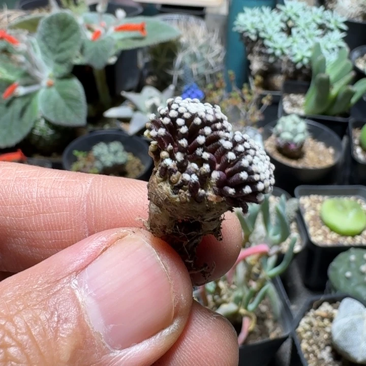 536松针牡丹脱土发货