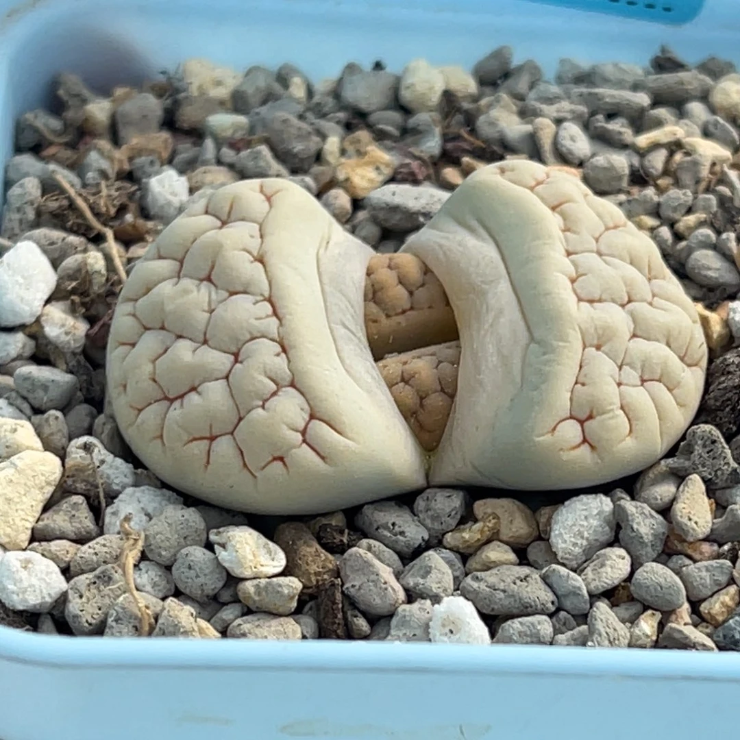 7297凹凸189一颗