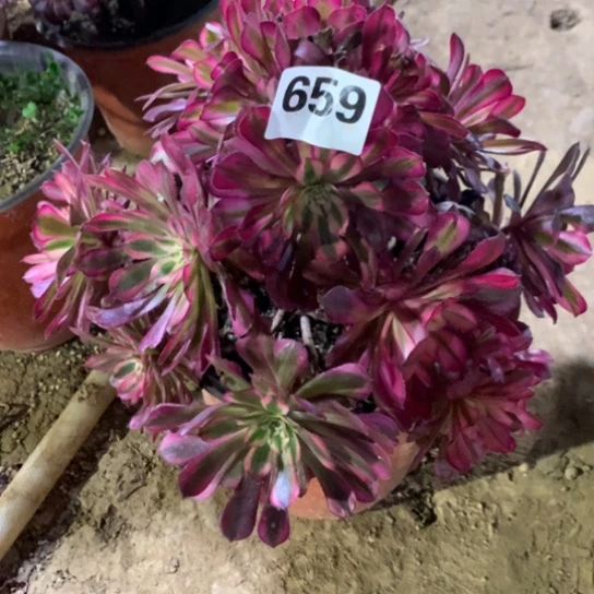659法师多肉红铜超白
