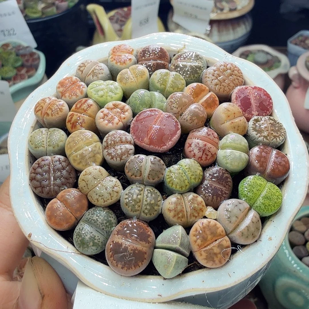 多肉植物福利冲冲啊693