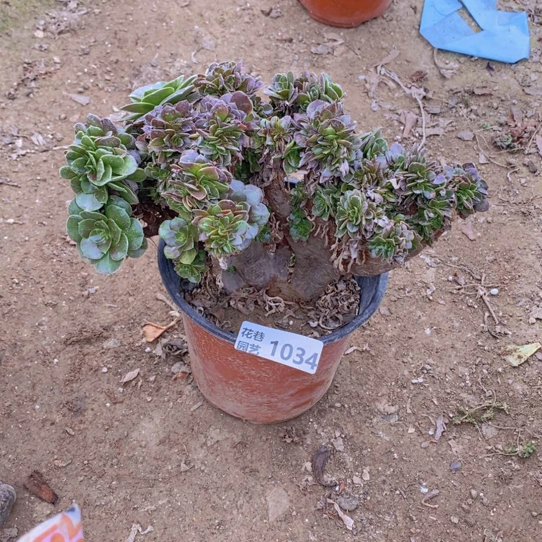 1034 号一物一拍多肉植物