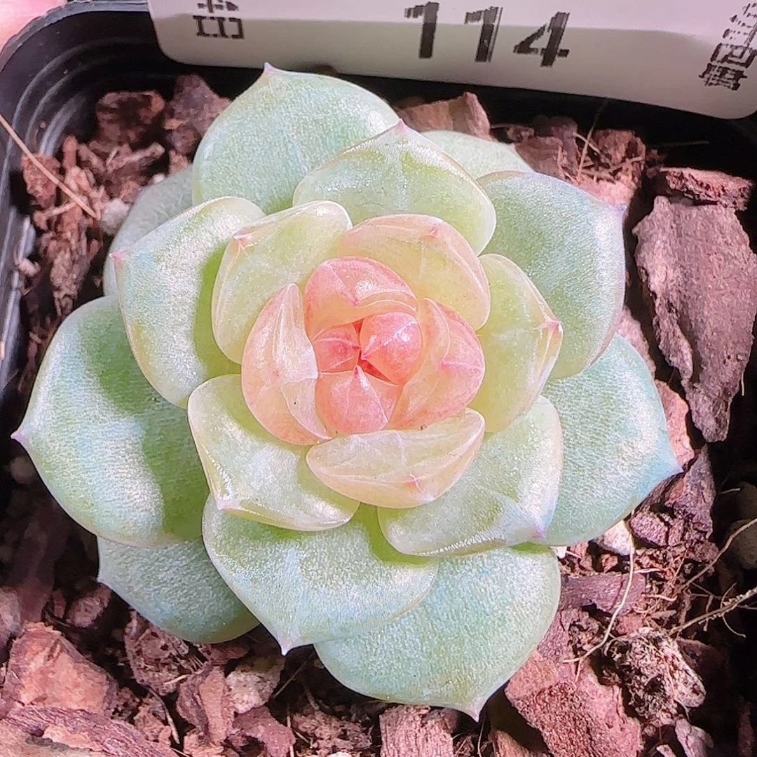 1004—114bl-4一物一拍