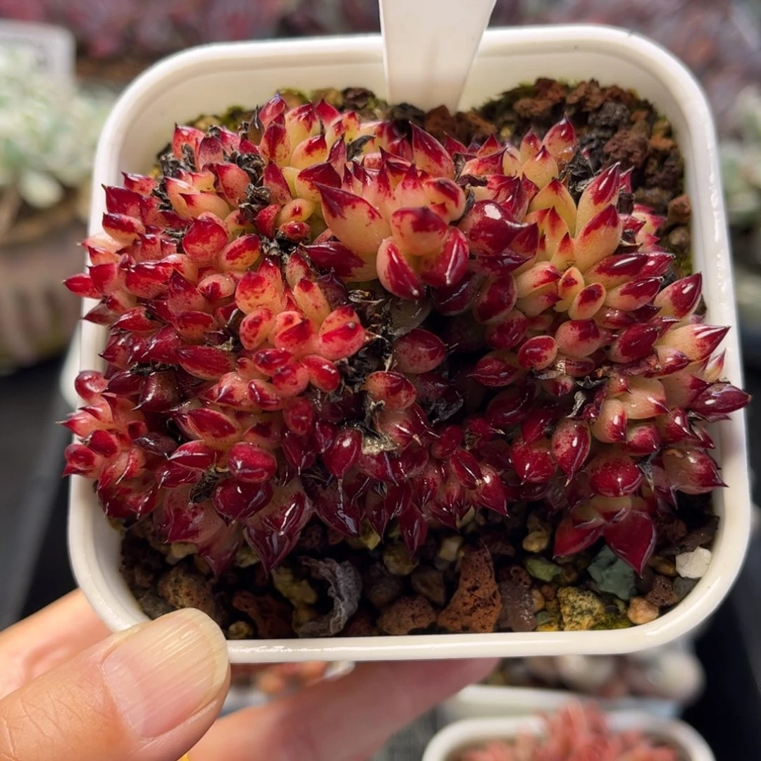 2492 天冷地区必拍保温箱