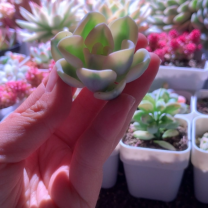 美尻覆轮锦砍头无根