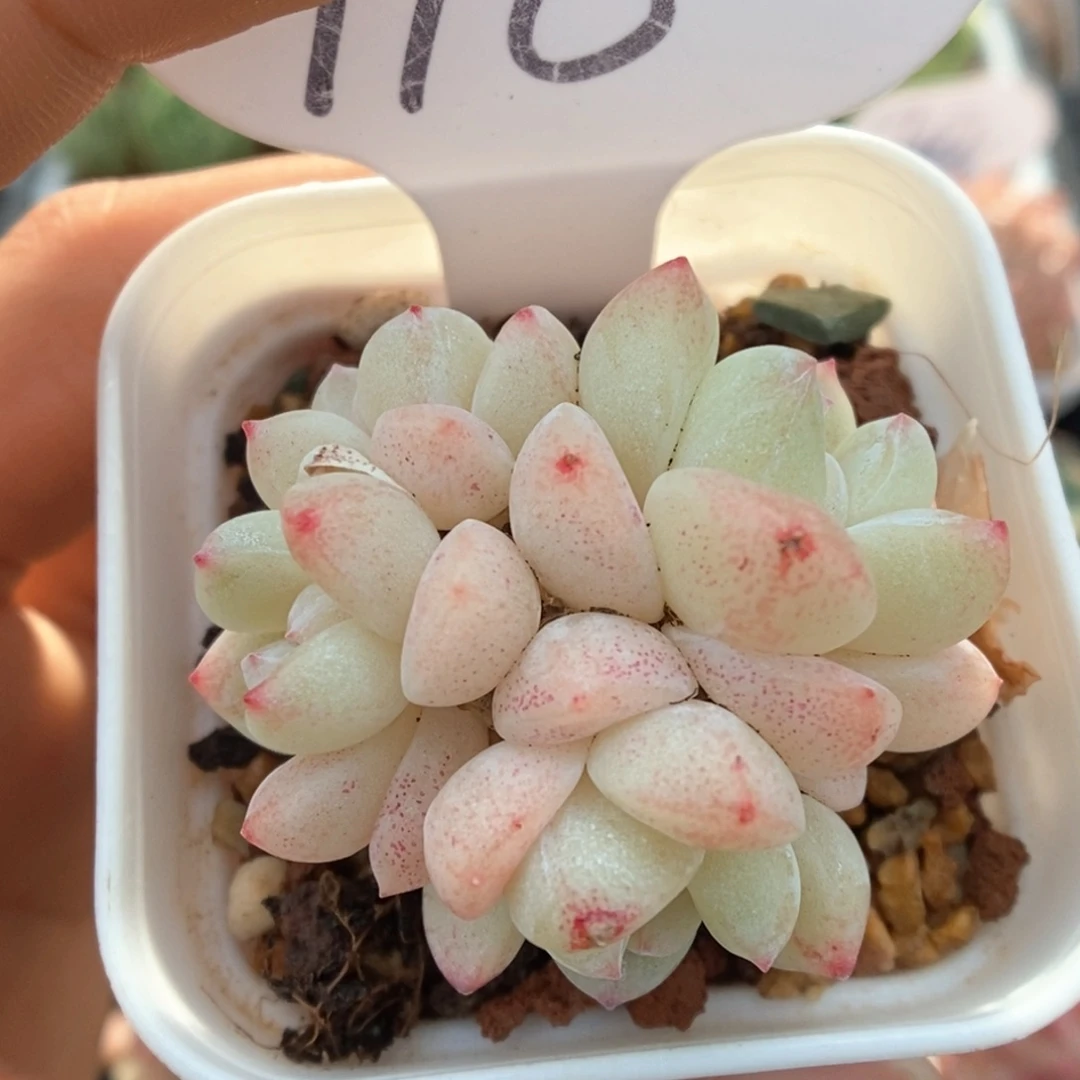 白底冰玉群生可拍718号。