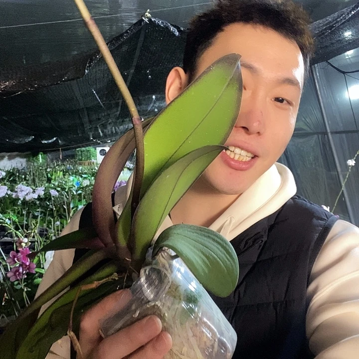 无花朵安娜蝴蝶兰