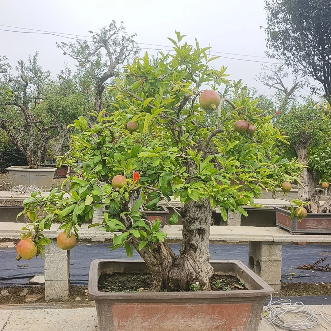 当前无花朵，栽培后可花朵大红袍老桩石榴盆景