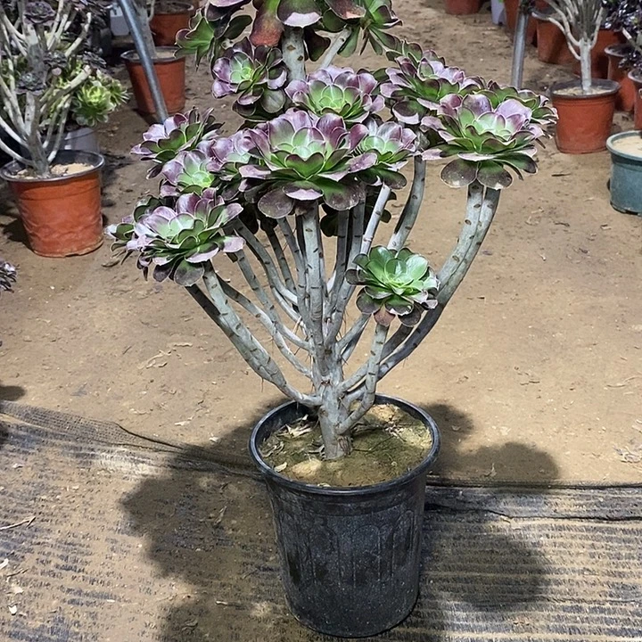 19，圆叶红酒杯1346678899990