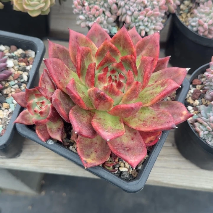 壮壮老桩多肉五十包邮
