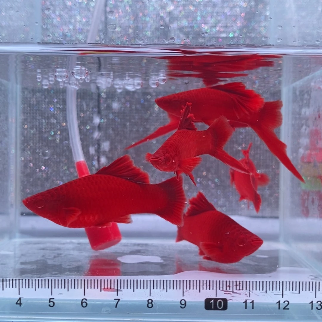 红剑鱼高鳍红剑成鱼3公3母