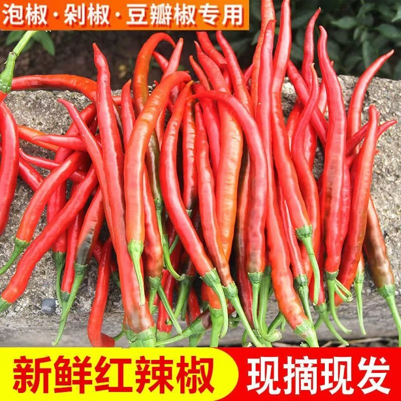 贵州二荆条辣椒香辣螺丝椒二荆条线椒特辣鸡爪辣新鲜青辣椒辣椒