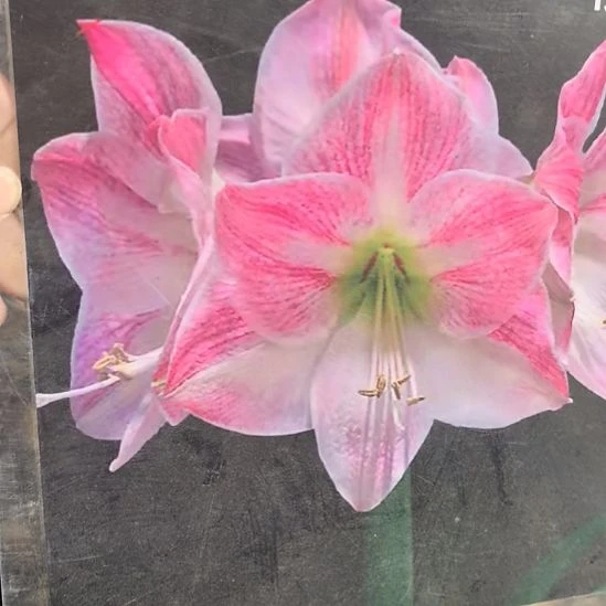 当前无花栽培后可以开花樱花5厘米裸根球