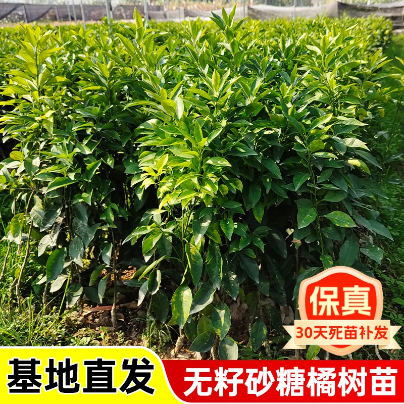 正宗嫁接广西砂糖橘子树苗金葵四会砂糖橘子盆栽柑橘果树南方种植