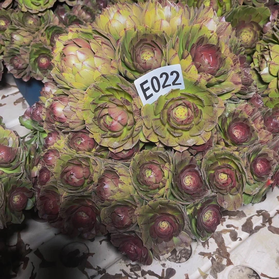 万拉丝3-36包邮法师