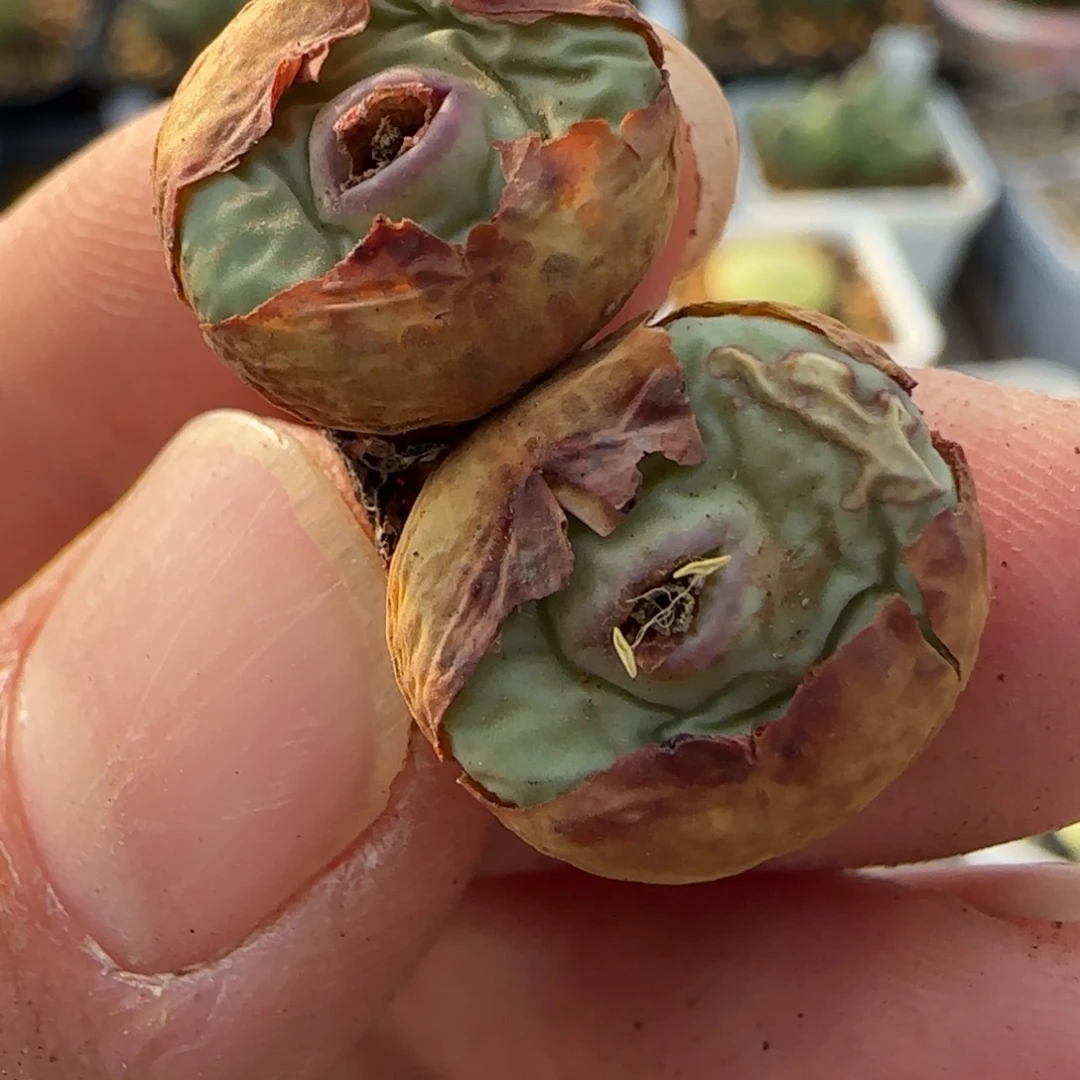 多肉双头嘟嘟嘴35链接