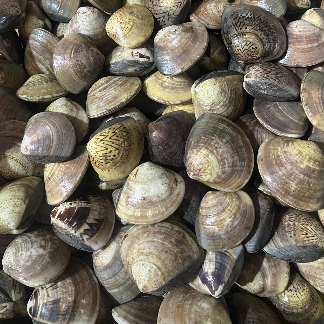 【顺丰包邮】东台本港新鲜文蛤叉藕