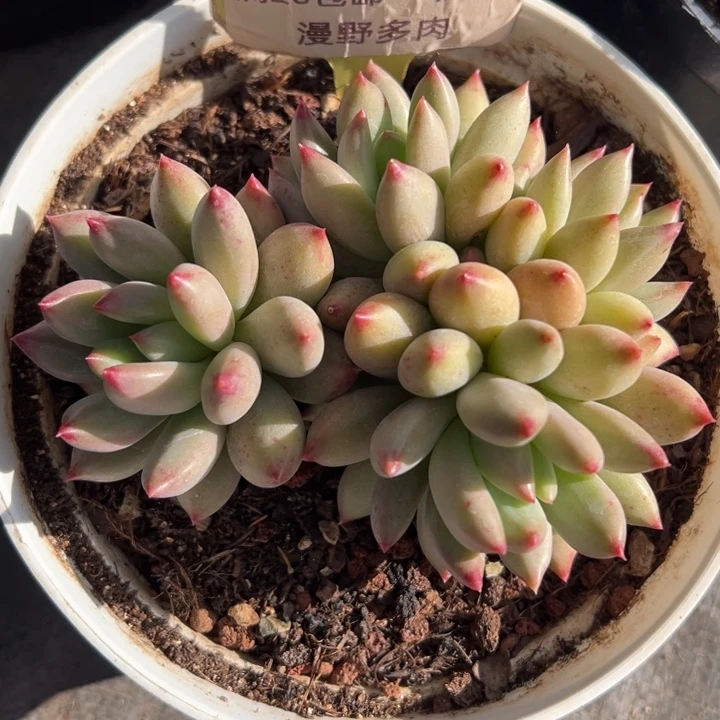 1103014 岩字美人群生