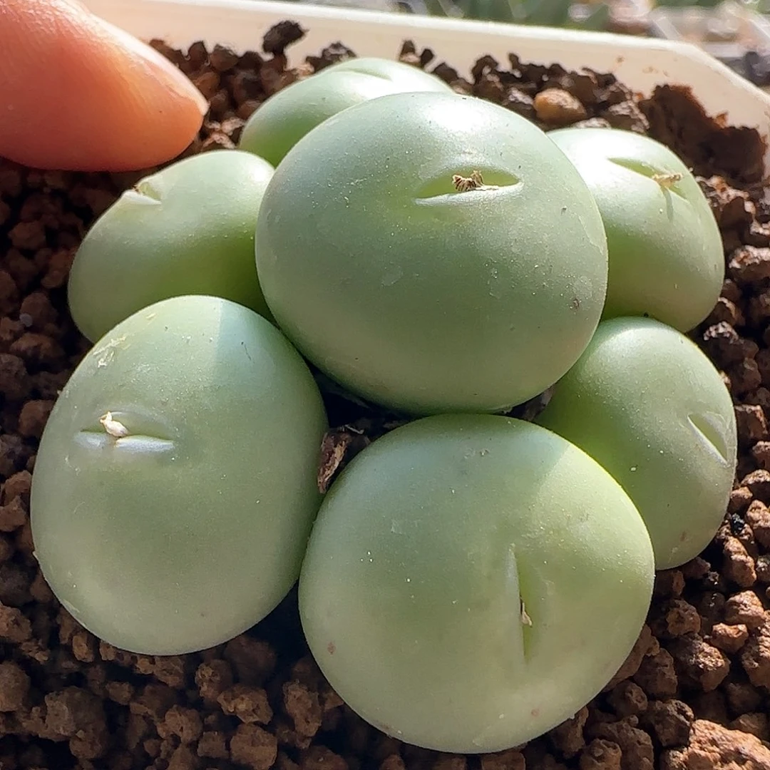 小****员脱土满28包邮25480