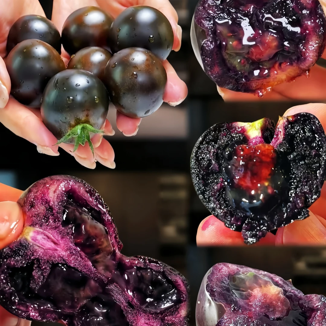山东寿光黑玫瑰小番茄黑紫色圣女果新鲜即食水果柿子花青素小柿子