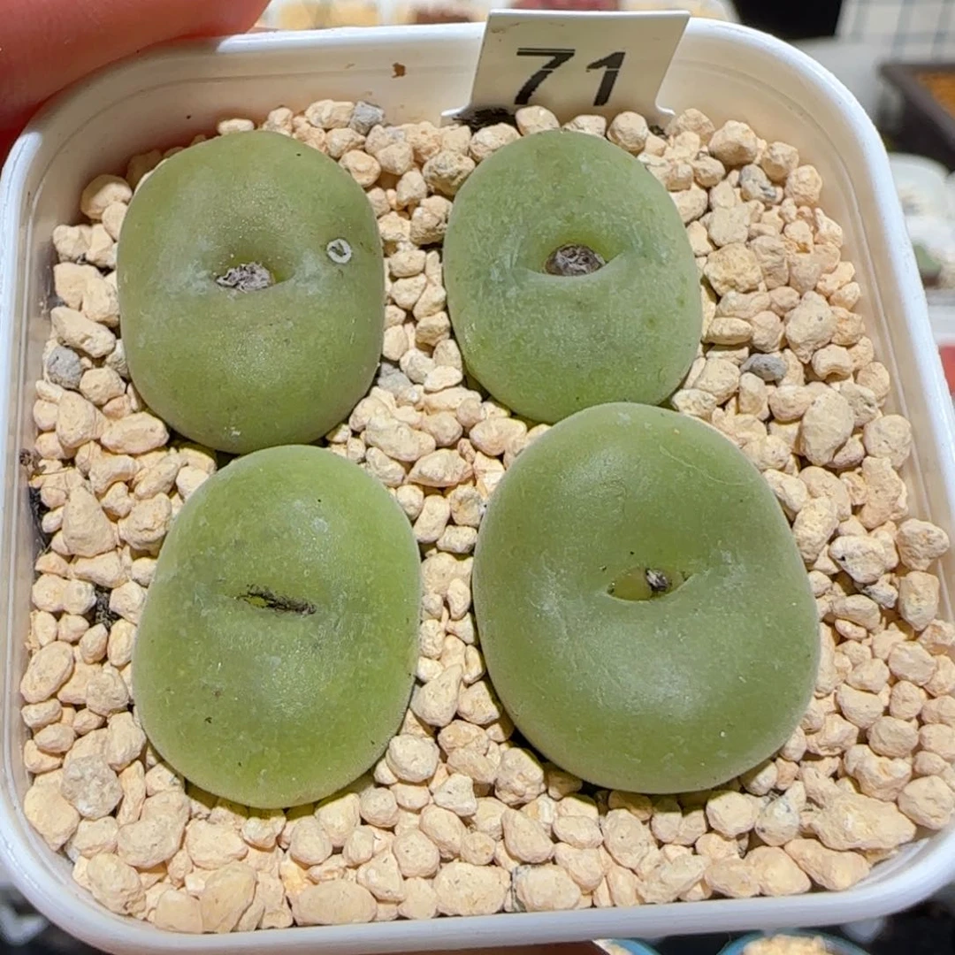 可*肉锥多肉植物百科-有疤1020