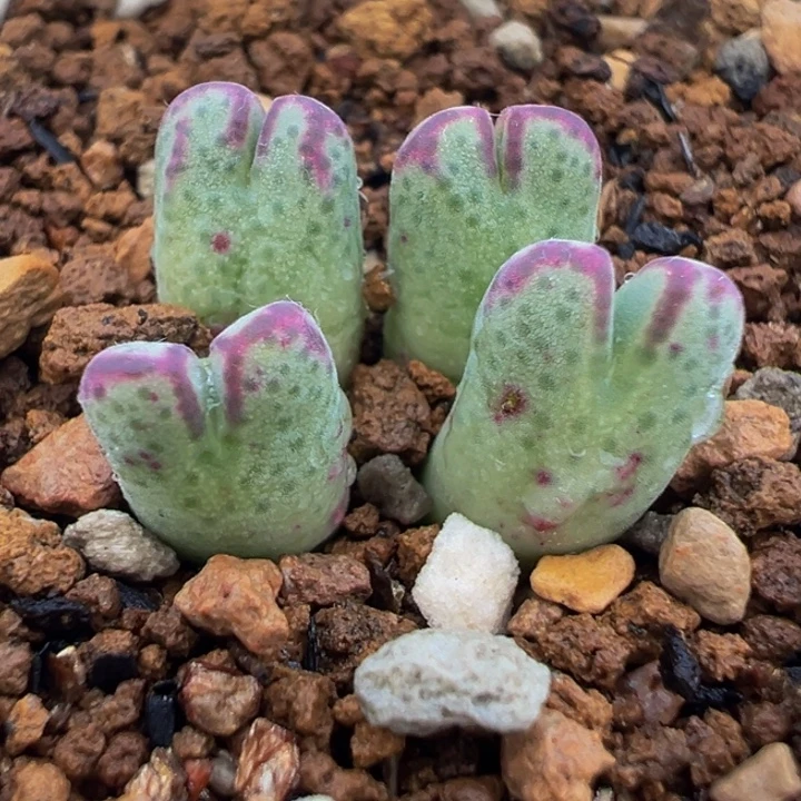 851多肉植物种类多样